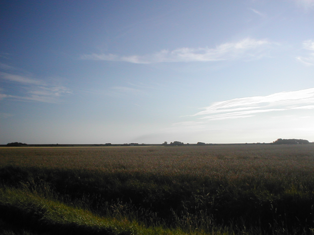 Wiese